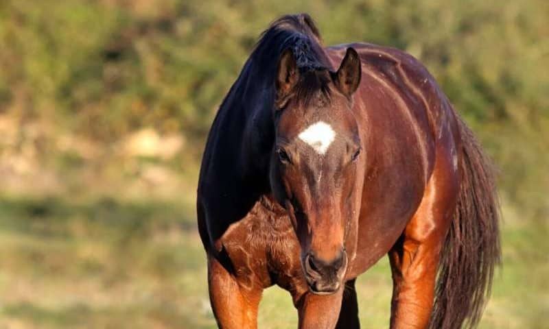 Horse IVF milestone in Florida: Frozen-thawed sperm fertilizes an egg (via biotech-insider.com)