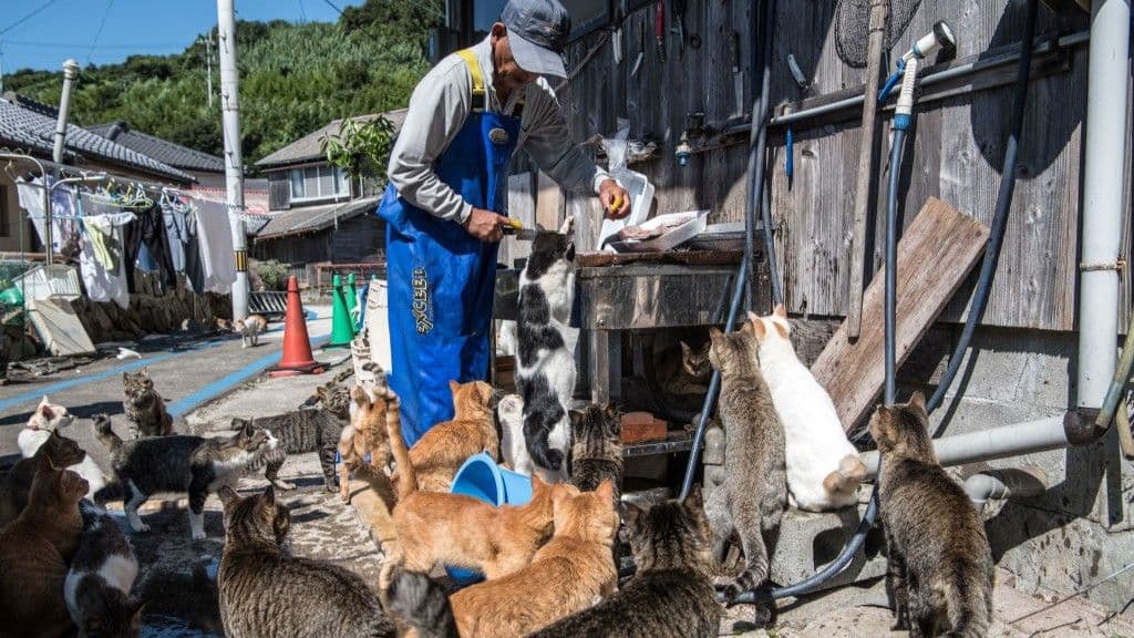 An elderly resident on Aoshima feeds fish to a dozen cats.