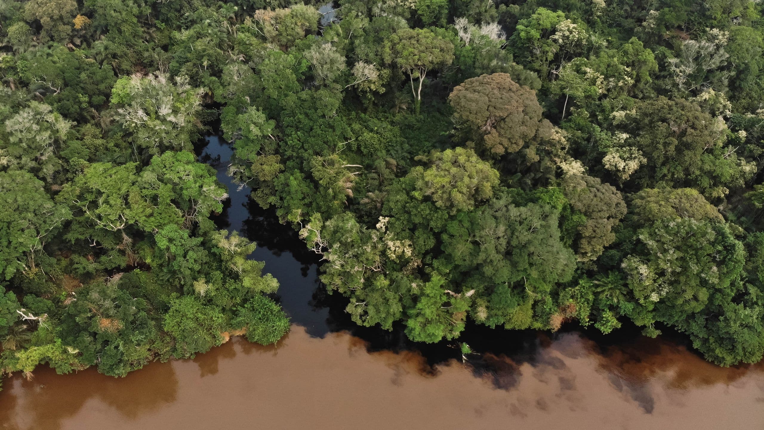 Congo Basin's Ancient Carbon Is Escaping Into the Air