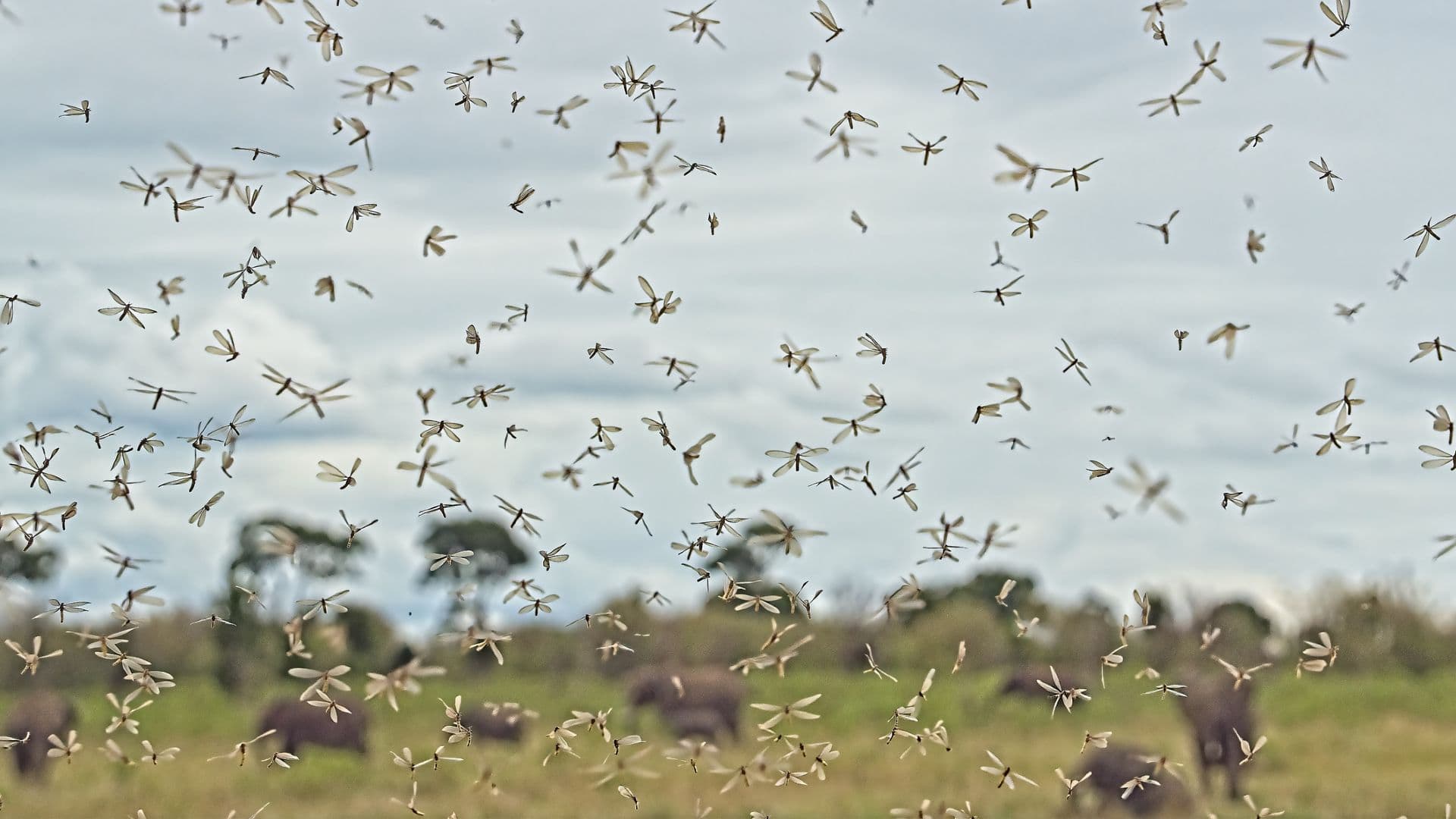 A swarm of mosquitos is in the foreground of the image, with a blurry landscape full of gray elephants behind the swarm.