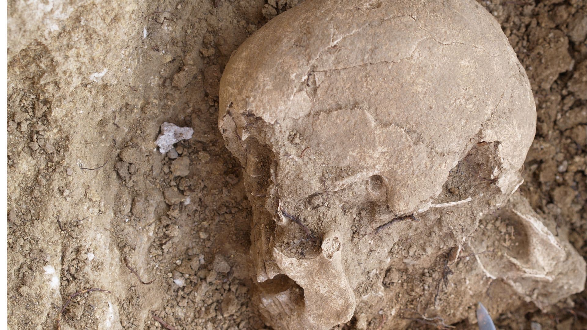 A close up of a light brown skull looking to the left of the image, half unearthed in dug up dirt. 