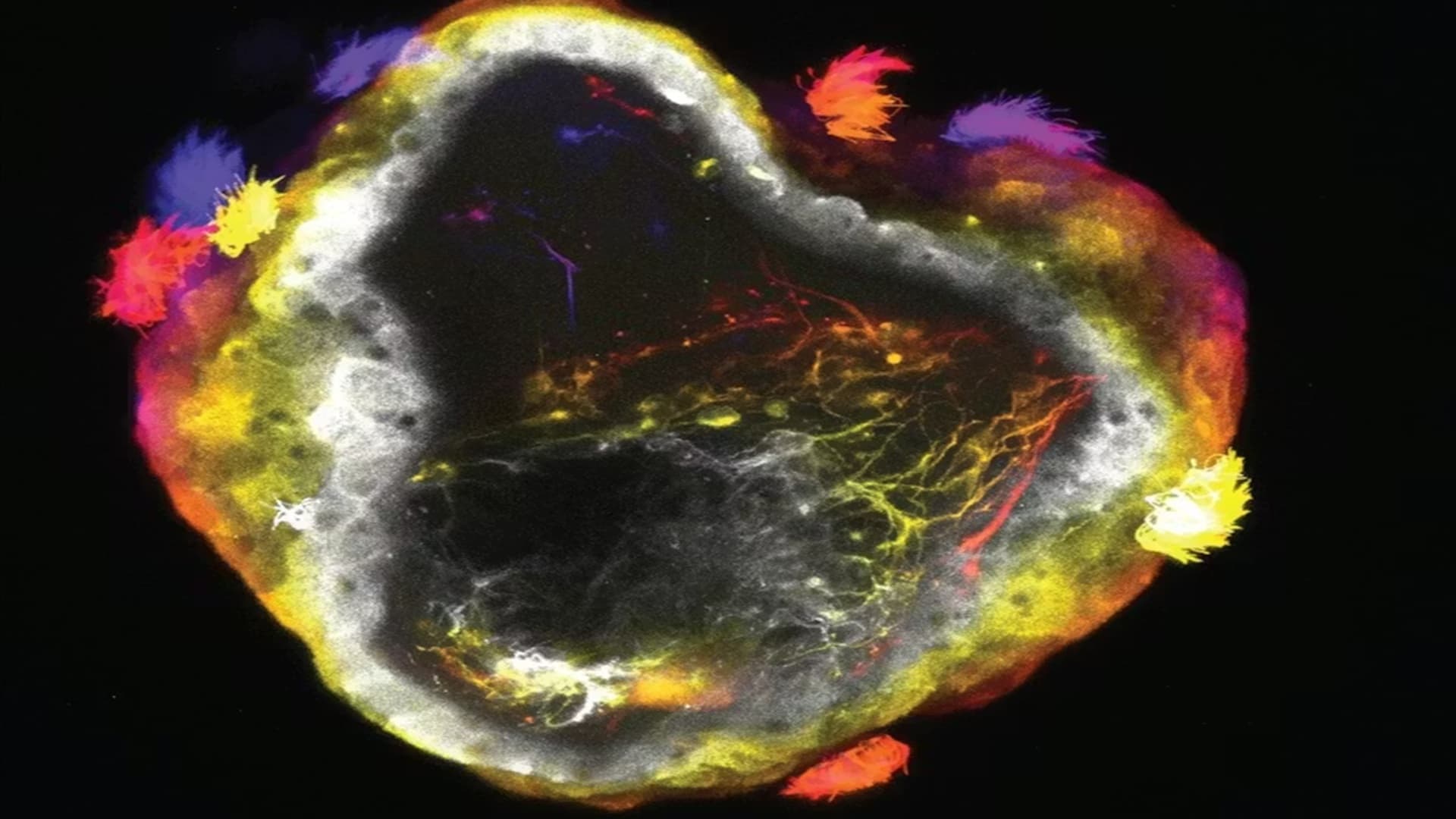 Neurobots: Living robots now have brains that guide how they move