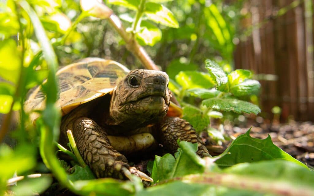 Turtles nature’s flexible eaters, balancing plant and protein depending on what the world offers. (via dino-world.com)