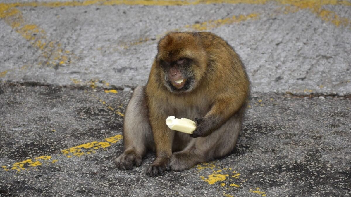 Scientists Figured Out Why These Monkeys Eat Dirt. The Key Is Tourists