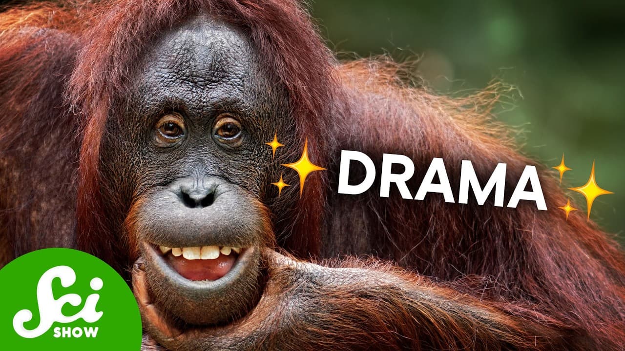 Chimps Love "People Watching" Too