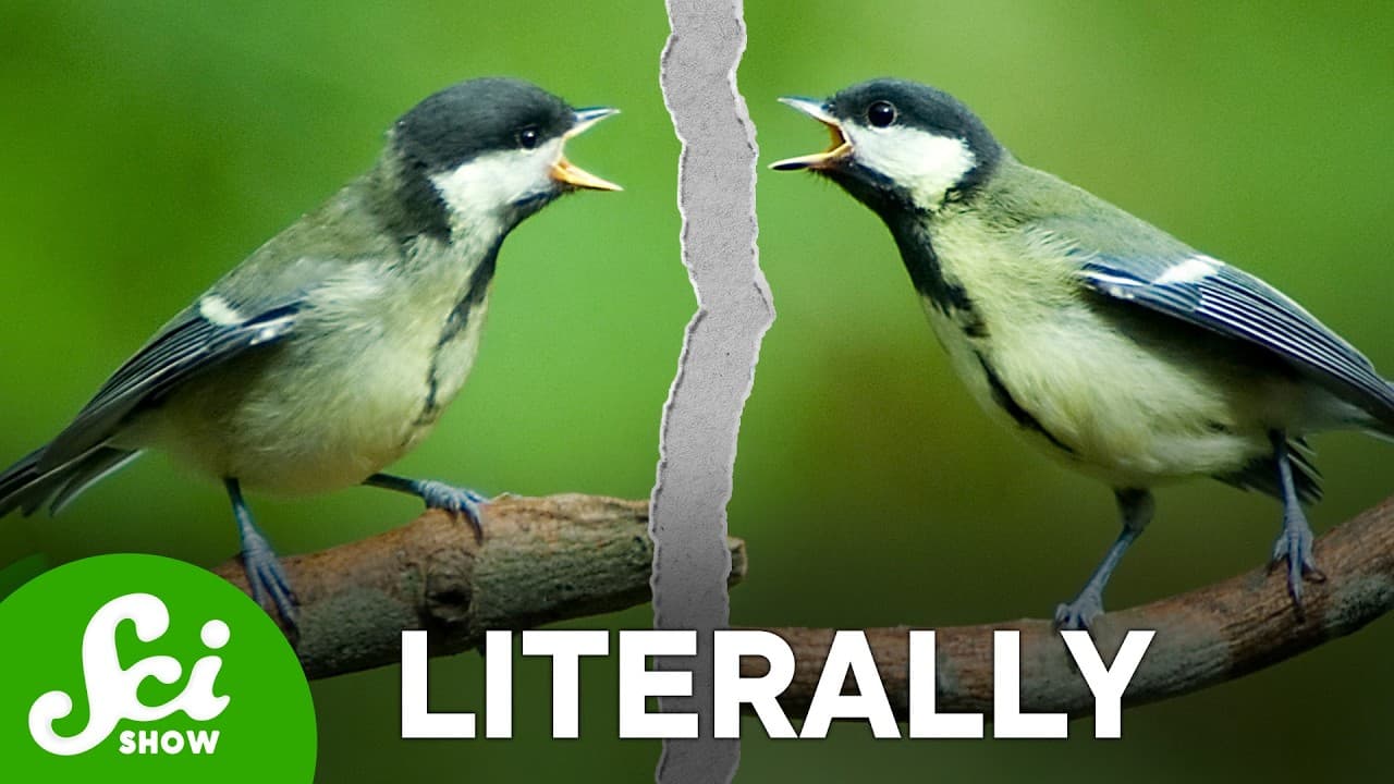 Birds Get Divorced Too