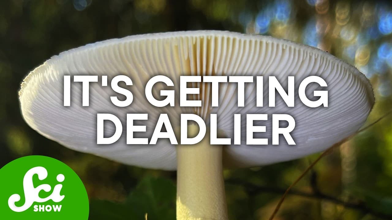 The World's Deadliest Mushroom is Getting Deadlier