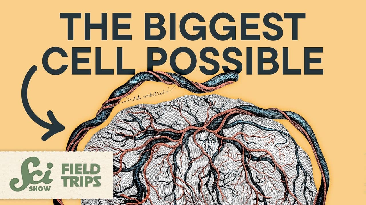 You Had A Cell That Was Larger Than A Bedsheet