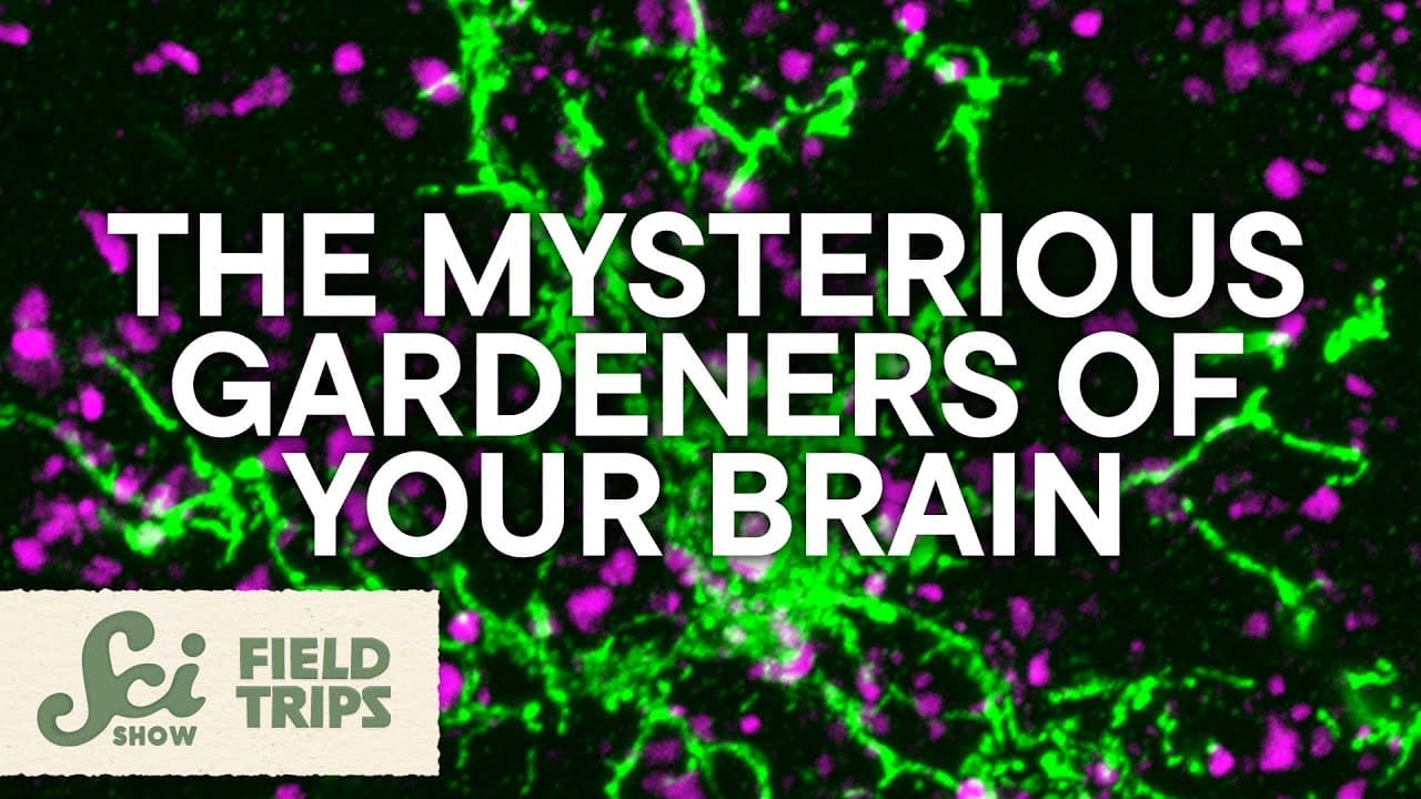 Glia Are Your Brain's Most Mysterious Cells