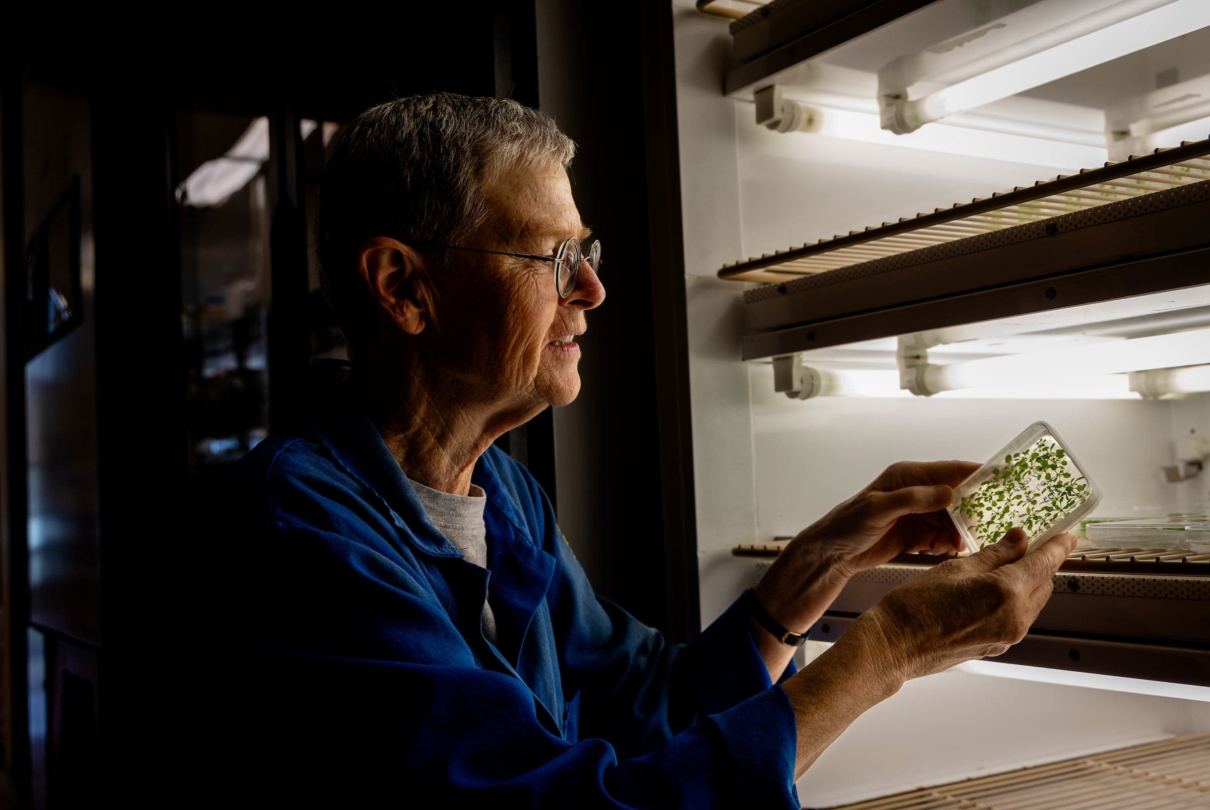 How plants stop growing to survive stress (via news.ucr.edu)