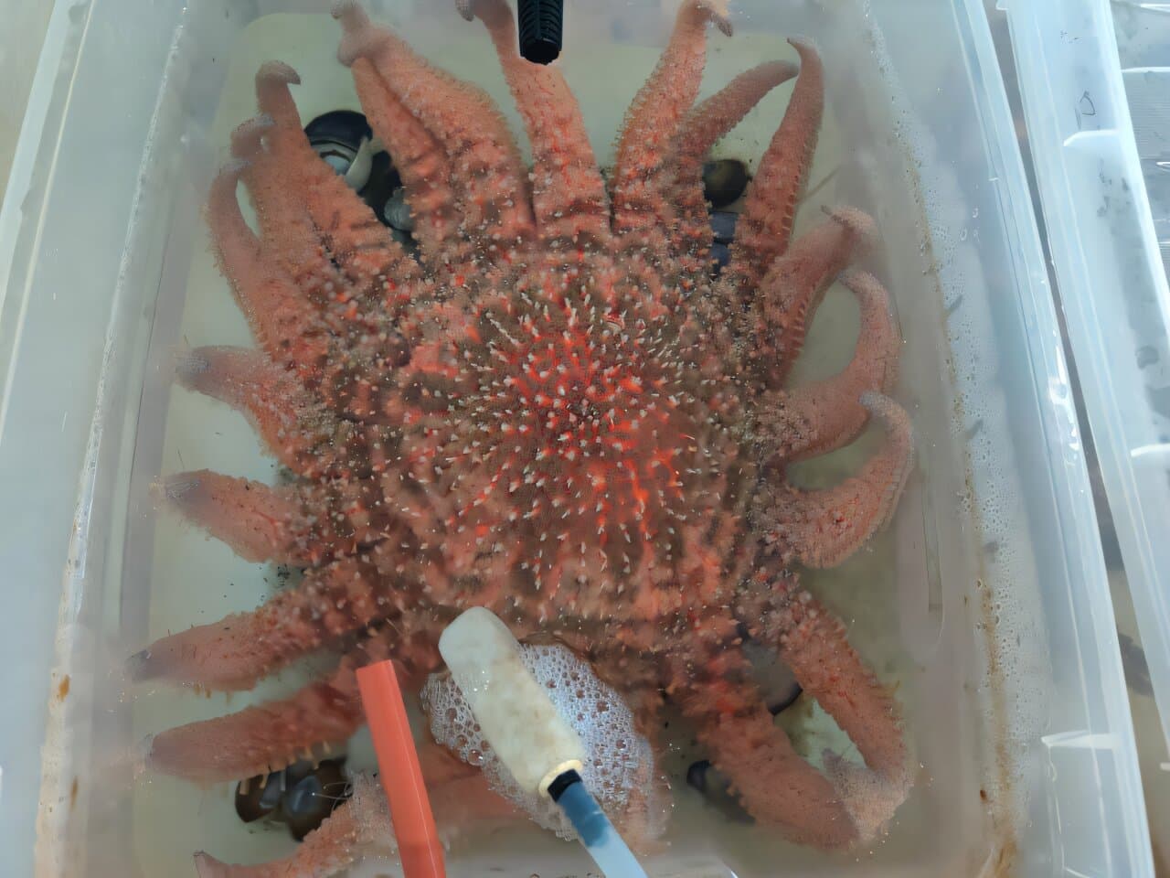 Before the melt begins, sea stars show hidden immune collapse and tissue failure driving a coastal die-off