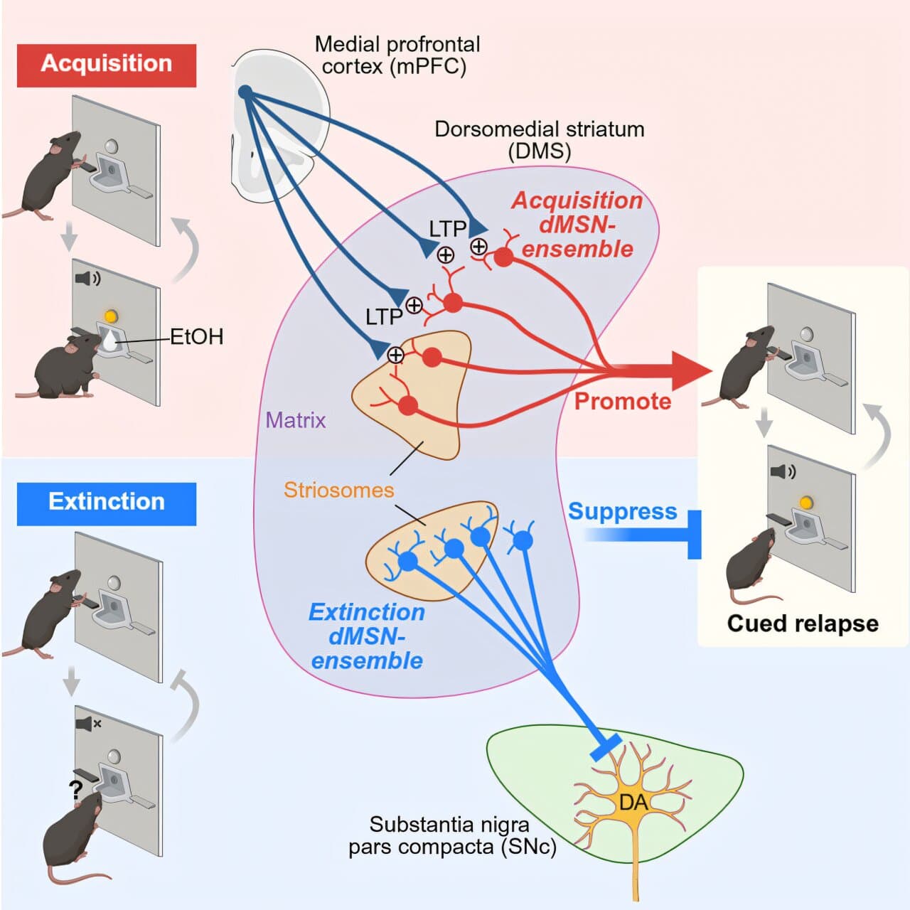 Brain stores relapse and recovery memories side by side, alcohol study suggests
