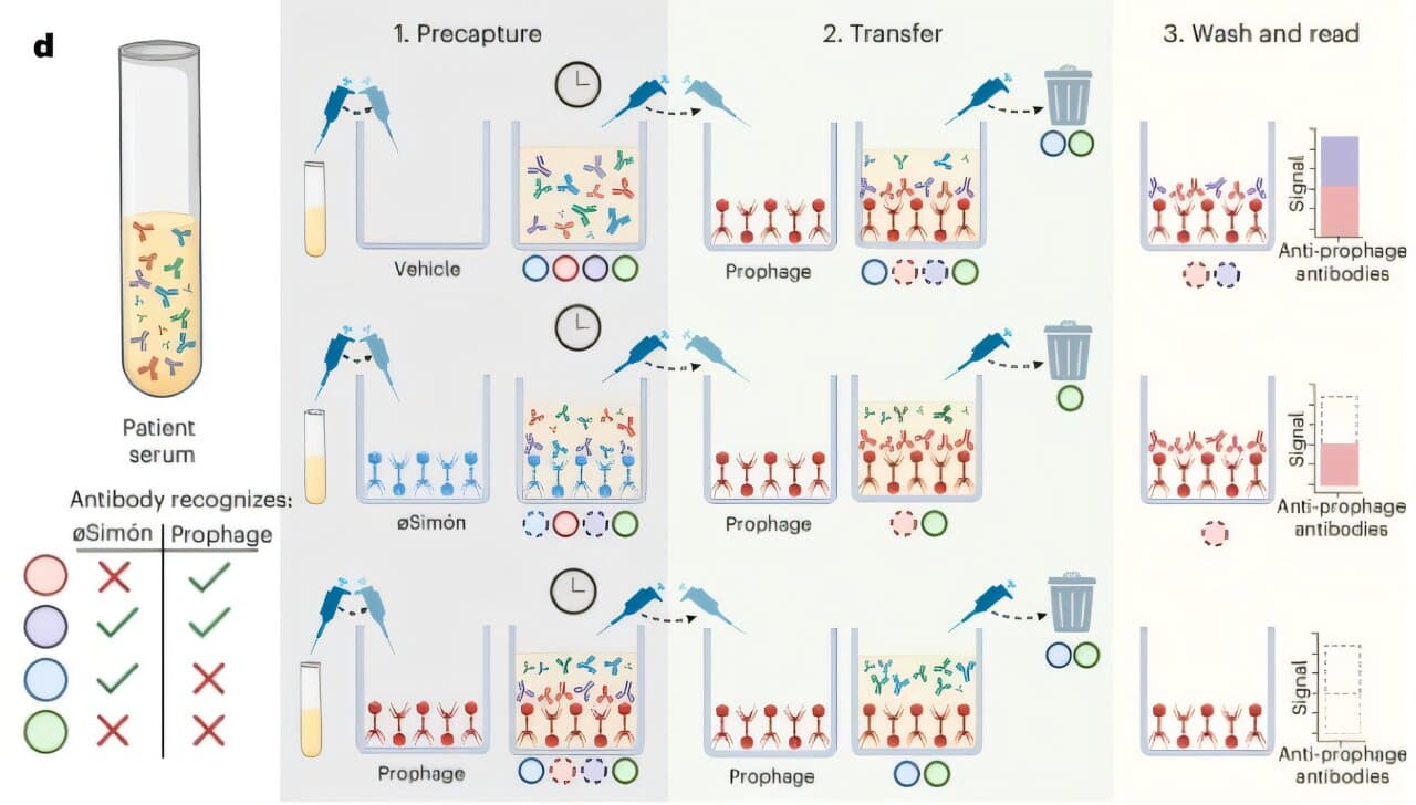 Phage therapy case reveals hidden antibodies can block treatment of drug-resistant infections