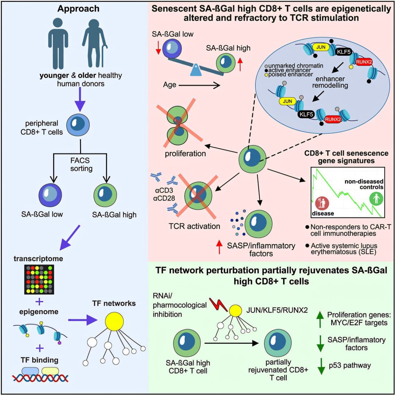 Why CAR T therapy works for some patients but fails for others may be getting clearer