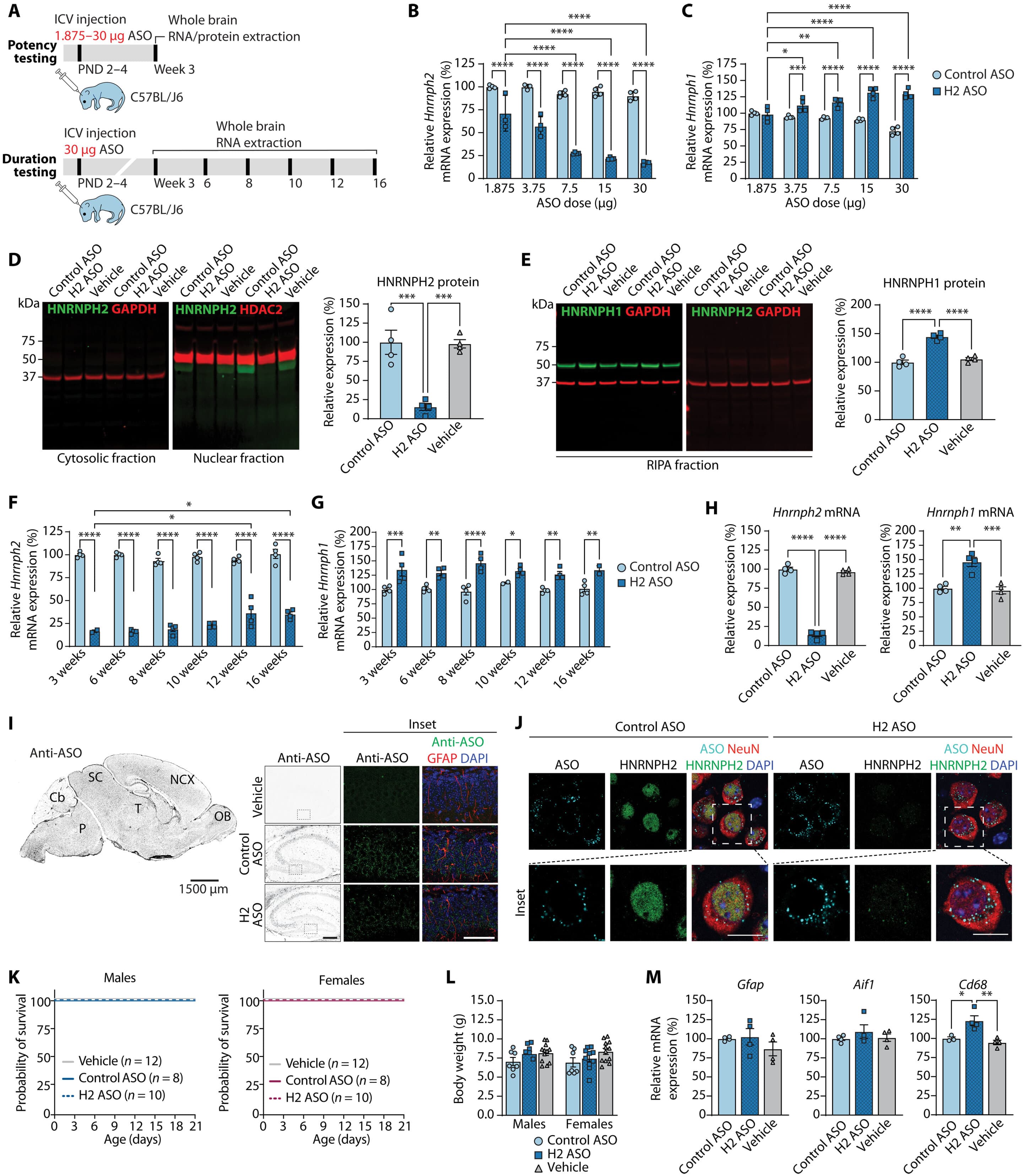 Antisense oligonucleotide strategy reverses HNRNPH2-related neurodevelopmental disorder
