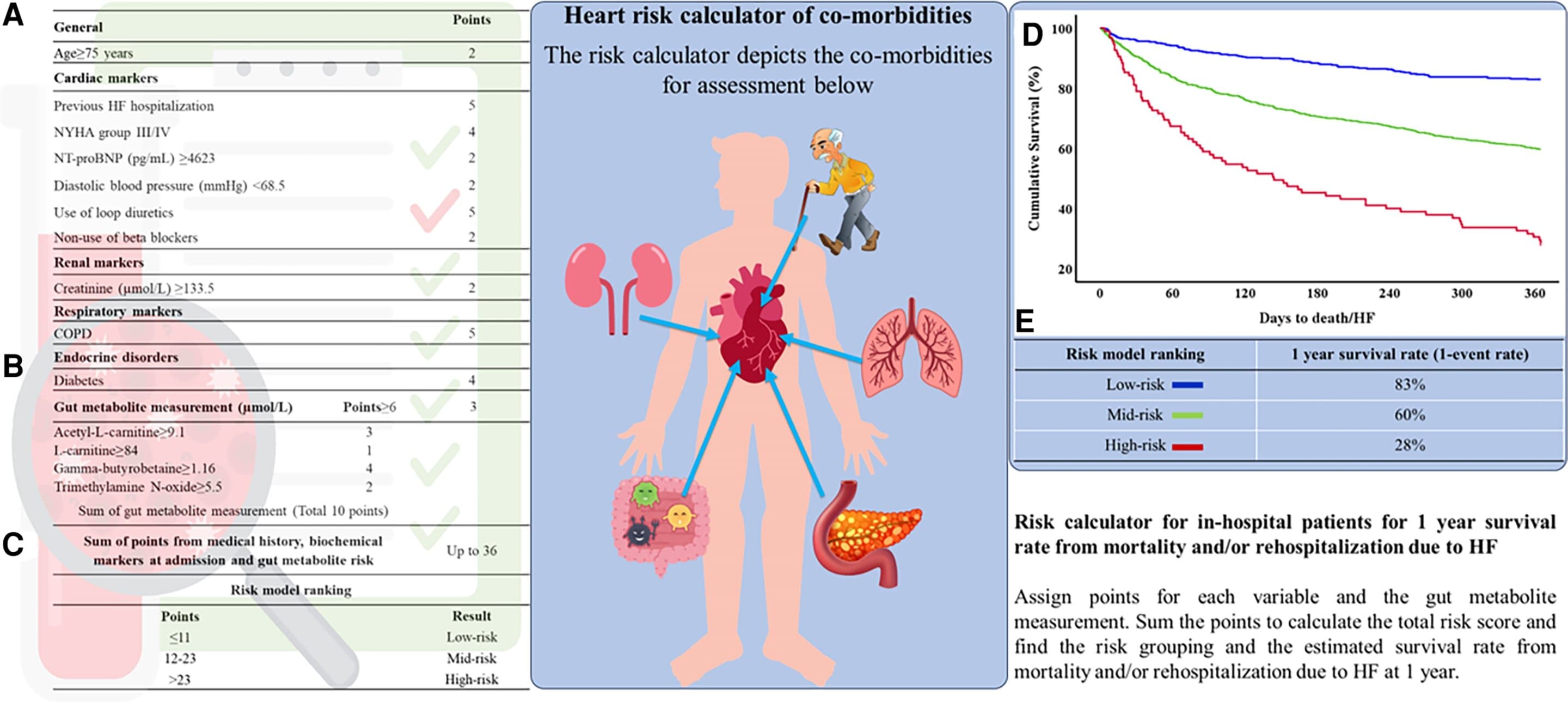 Bad Gut Bacteria Linked to Early Death in Heart Failure Patients