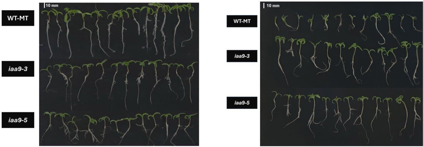 Key gene enables tomato seed germination under high-temperature conditions