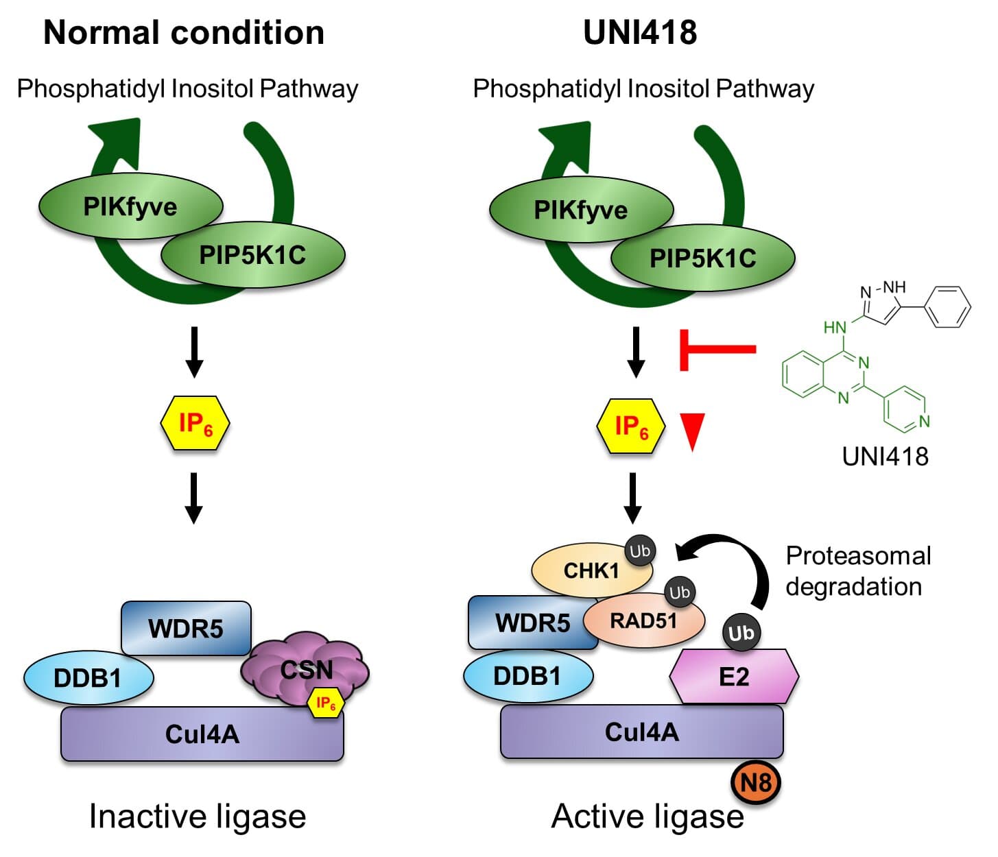 Scientists discover new way to make drug-resistant cancer treatable again