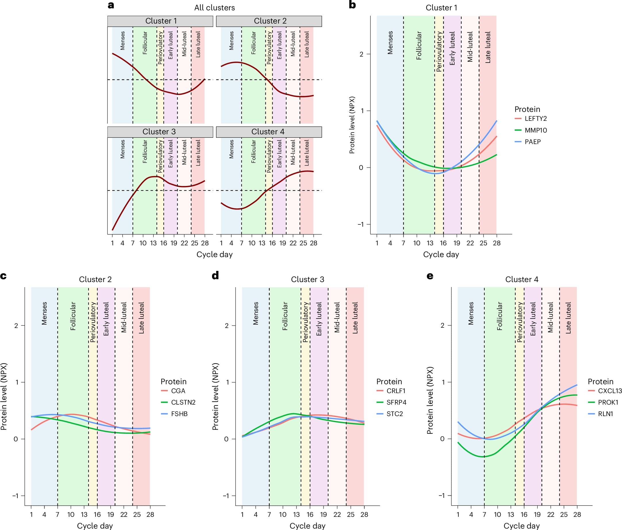 Menstrual cycle reshapes nearly 200 blood proteins, offering a broader view of women's health