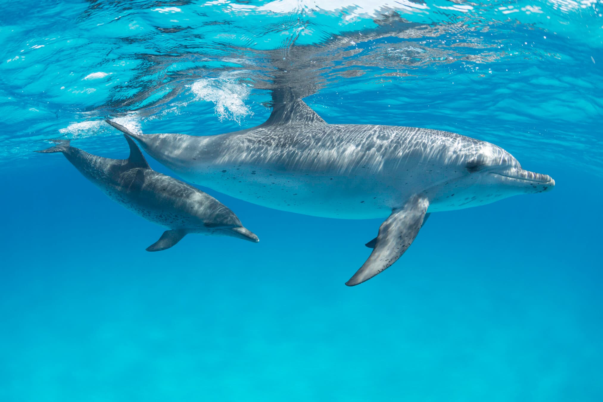 An Atlantic spotted dolphin mother and calf pair cruise through the clear waters of the Bahamas. (via stories.tamu.edu)