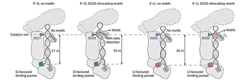 How DICER cuts microRNAs with single-nucleotide precision (via biotech-today.com)