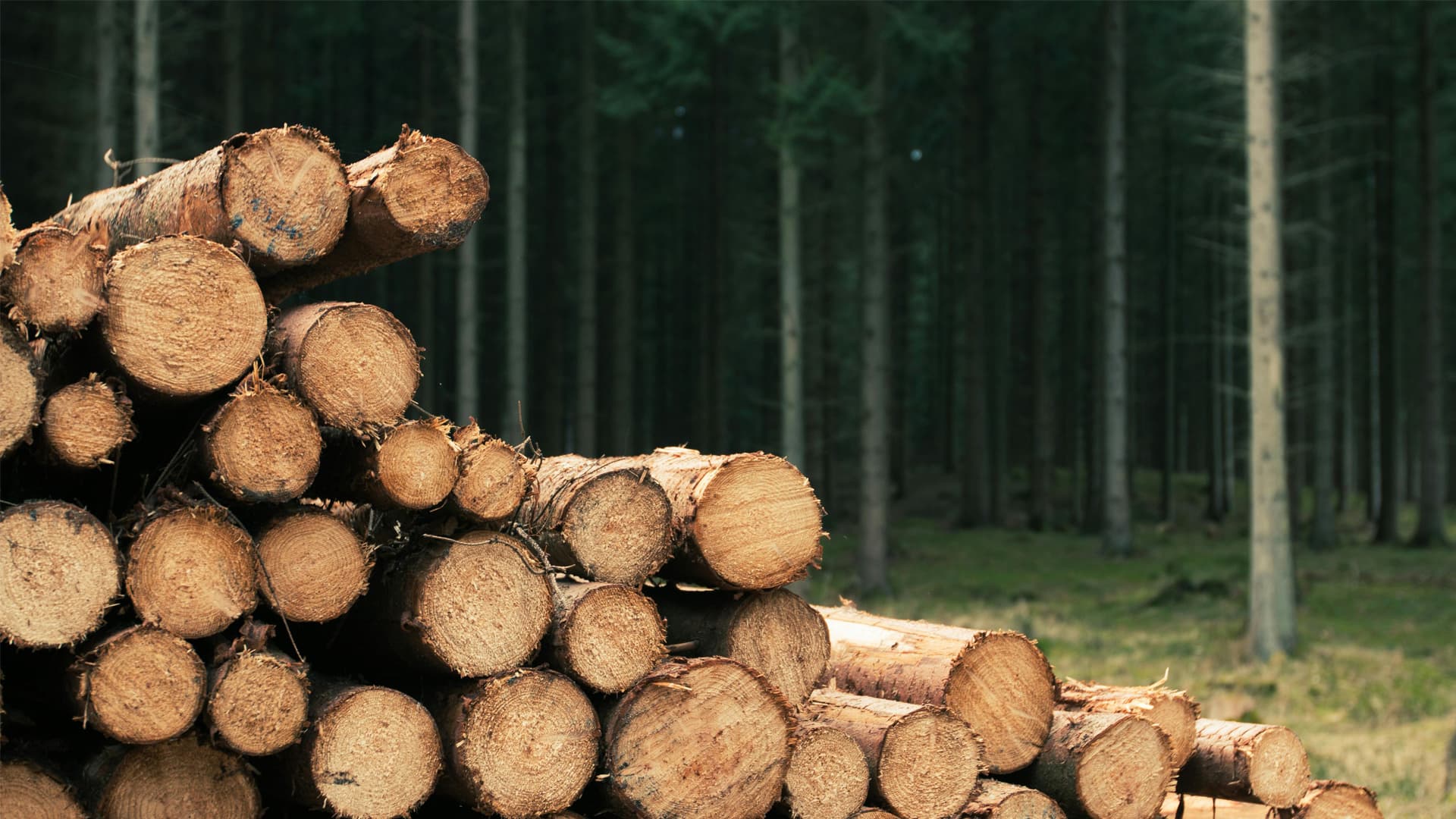 Scientists break lignin’s strongest bonds to turn wood waste into fuel