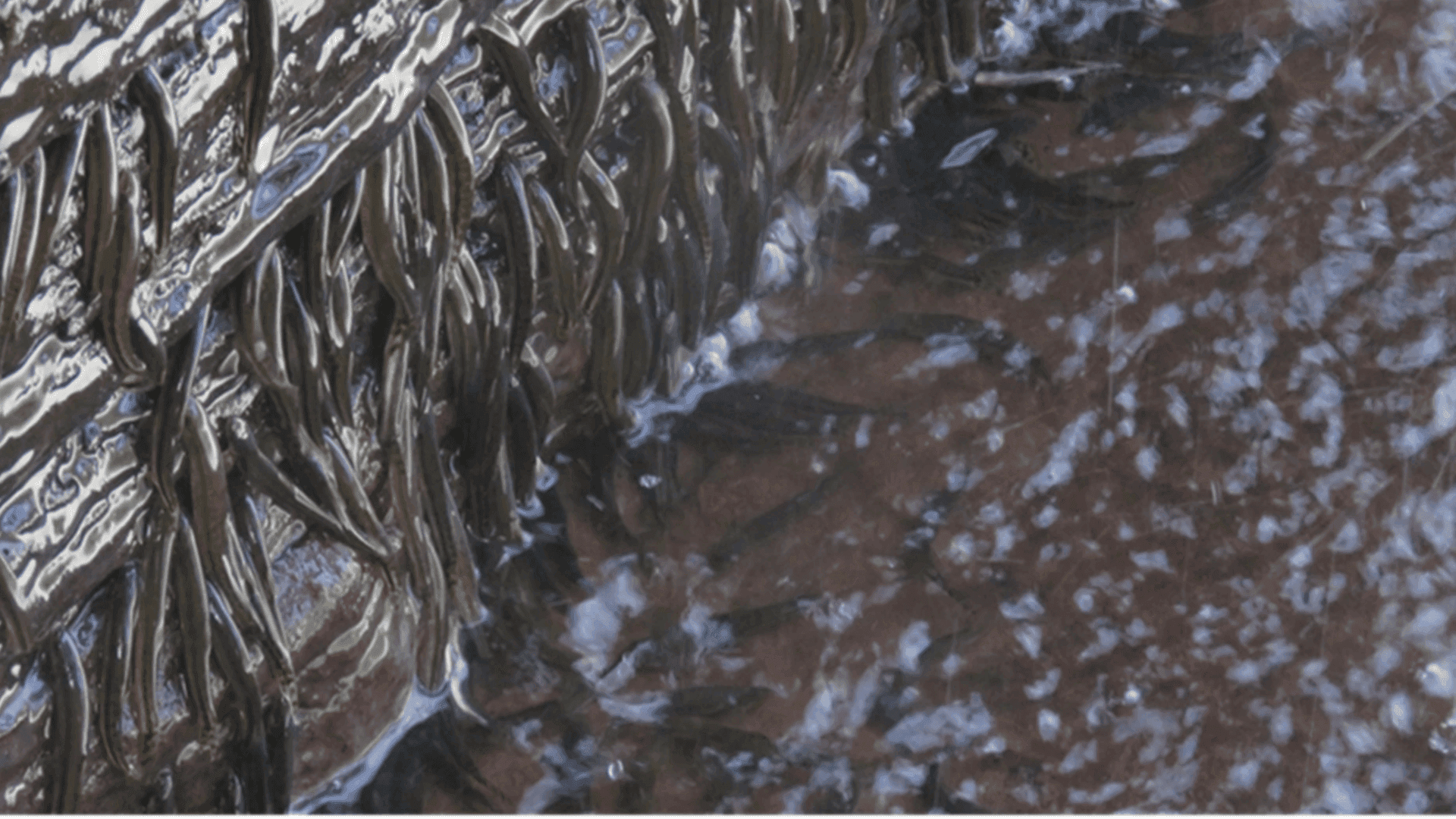 Legendary African shellear fish climb 50-foot-high waterfall in 10 hours