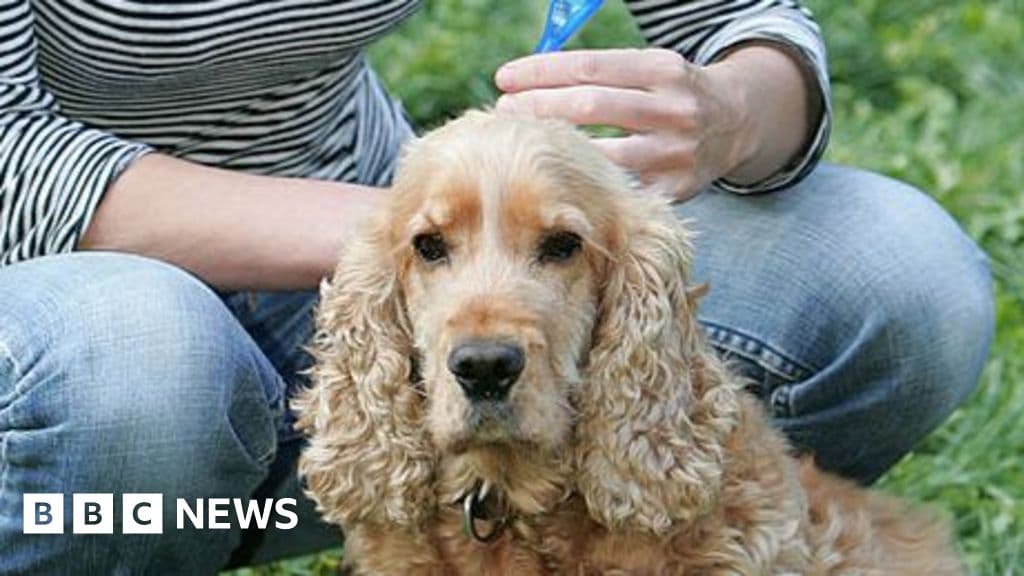 Blonde, curly haired spaniel having flea treatmet (via bbc.com)