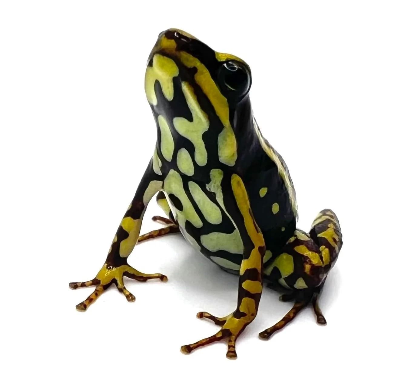 Poison frogs: chemical defense — Tarvin Lab @ UC Berkeley (via tarvinlab.org)