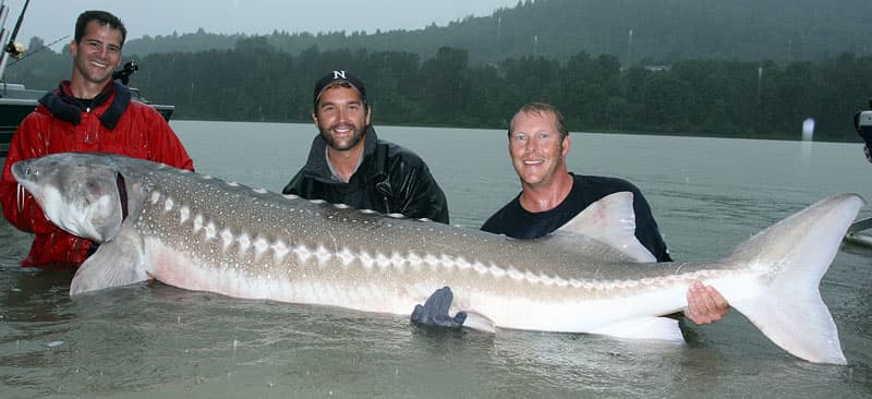 Global migratory freshwater fish populations plummet by 81%: Report (via news.mongabay.com)