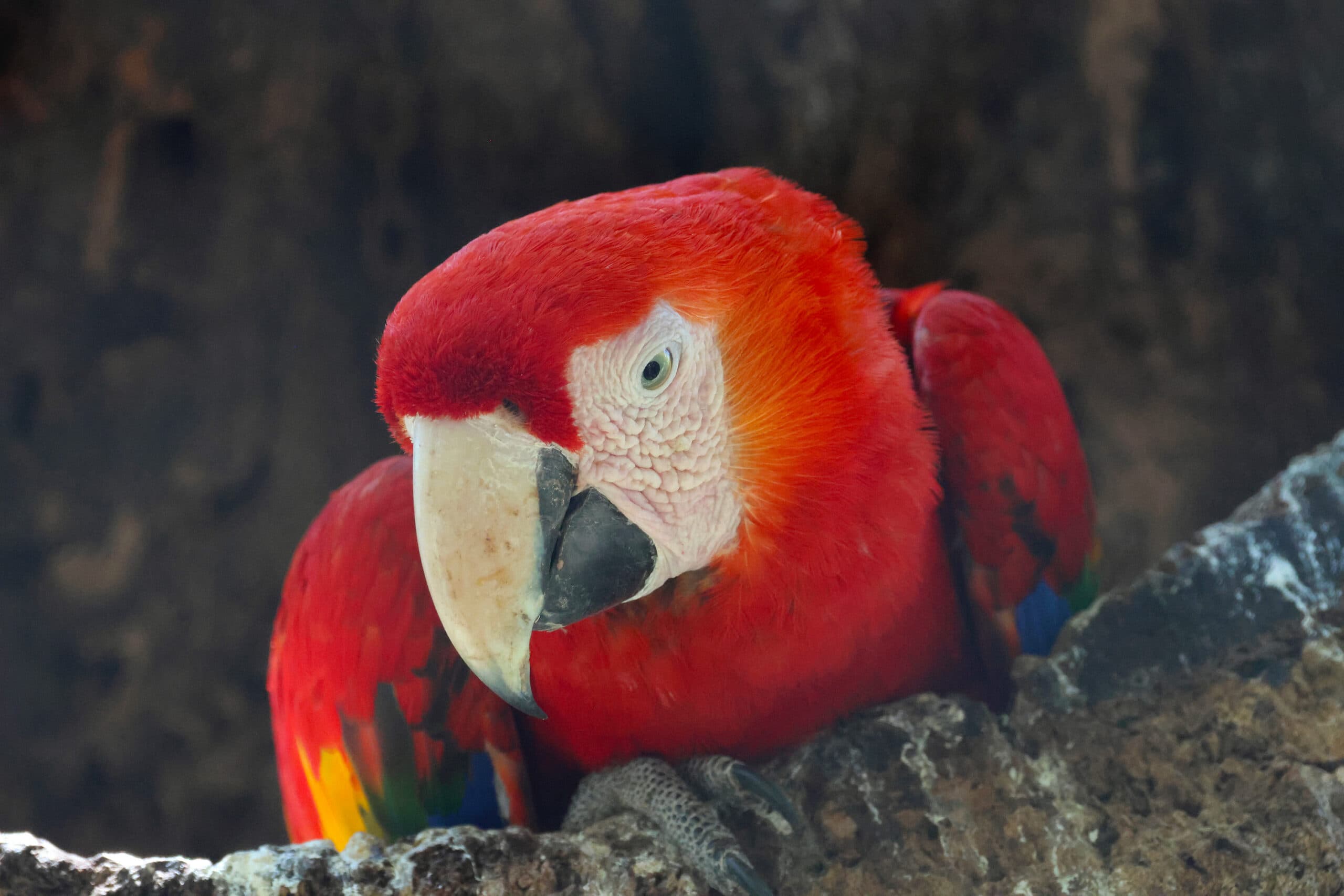 How quickly do tropical forests recover? Faster than expected, but slower than it seems (via news.mongabay.com)