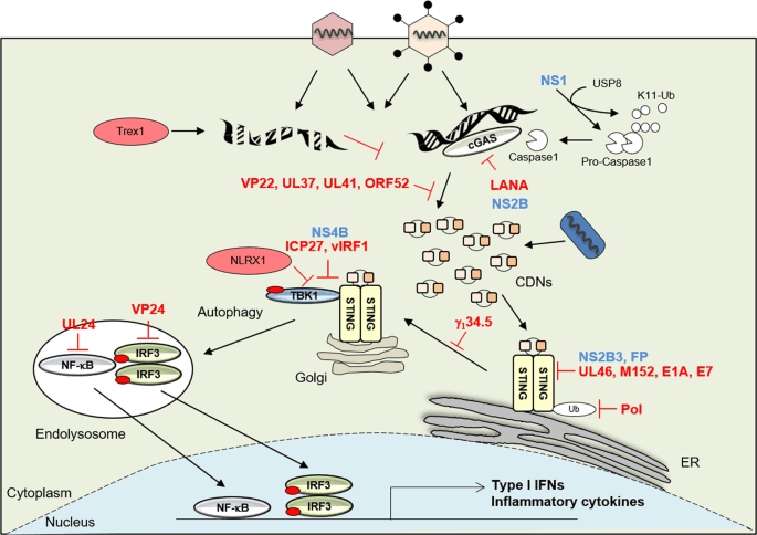 STING signaling and host defense against microbial infection - Experimental & Molecular Medicine (via nature.com)