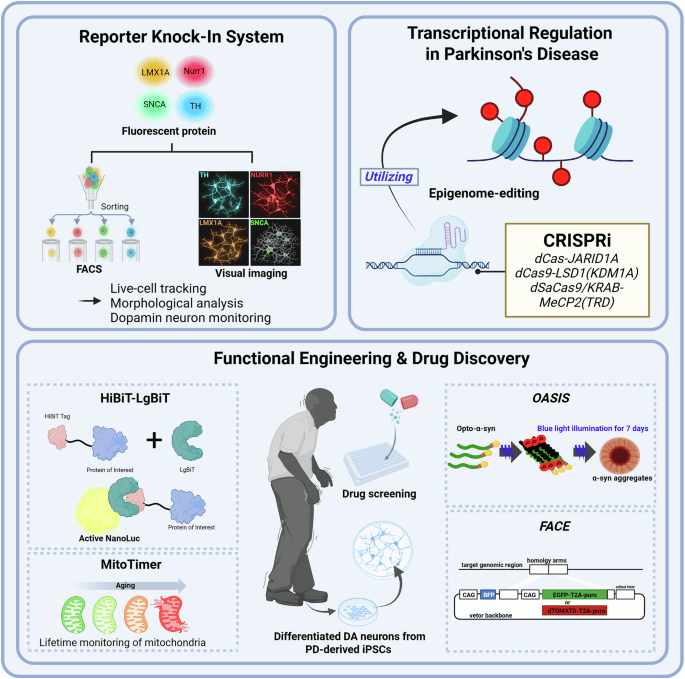 Human pluripotent stem cell engineering with CRISPR–Cas9 for Parkinson’s disease - Experimental & Molecular Medicine (via nature.com)