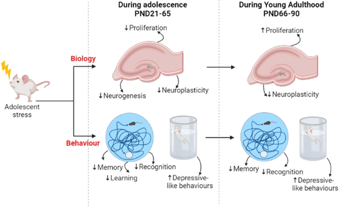 Acute and long-term effects of adolescence stress exposure on rodent adult hippocampal neurogenesis, cognition, and behaviour - Molecular Psychiatry (via nature.com)