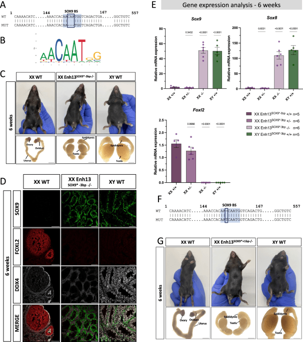 A single-nucleotide enhancer mutation overrides chromosomal sex to drive XX male development - Nature Communications (via nature.com)