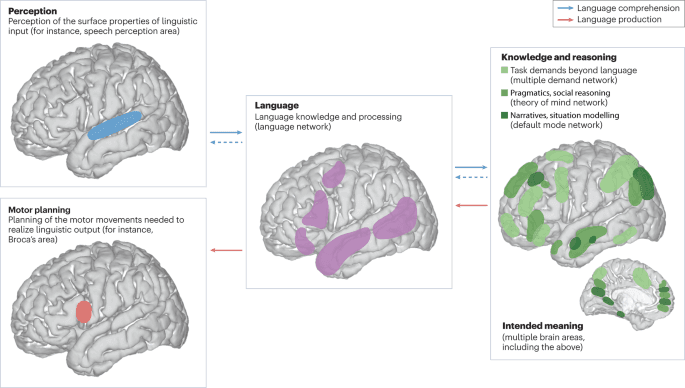 The language network as a natural kind within the broader landscape of the human brain - Nature Reviews Neuroscience (via nature.com)