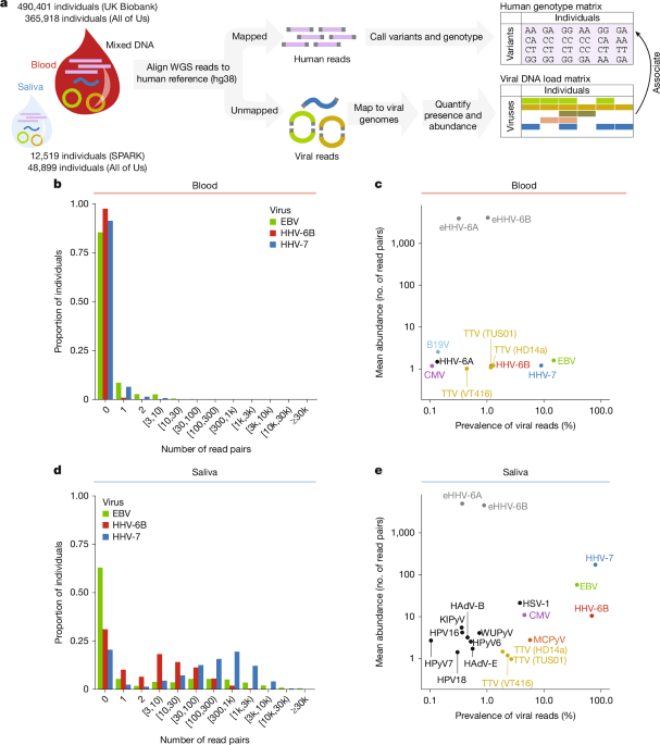 The DNA virome varies with human genes and environments - Nature (via nature.com)