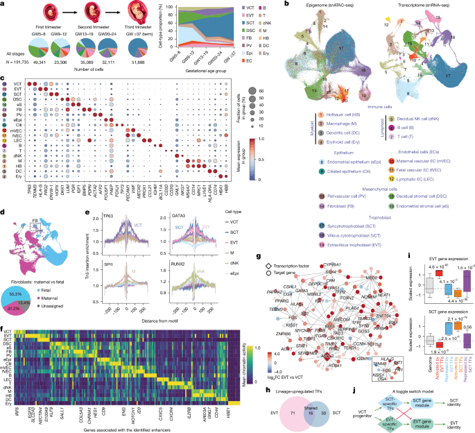 Single-cell spatiotemporal dissection of the human maternal–fetal interface - Nature (via nature.com)