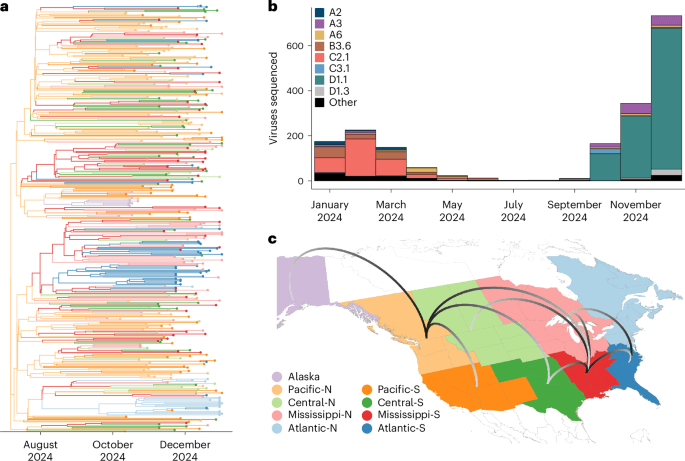 Rapid expansion of genotype D1.1 A(H5N1) influenza viruses in wild birds across North America during the 2024 migratory season - Nature Medicine