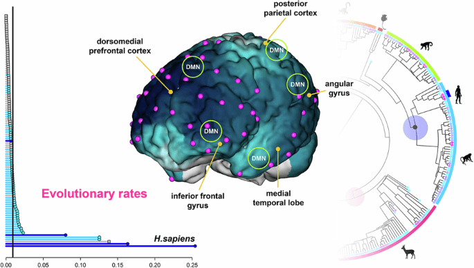 Cortical areas associated to higher cognition drove primate brain evolution - Communications Biology (via nature.com)