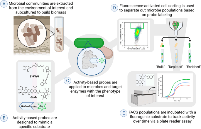 Selection and enrichment of microbial species with an increased lignocellulolytic phenotype from a native soil microbiome by activity-based probing - ISME Communications (via nature.com)