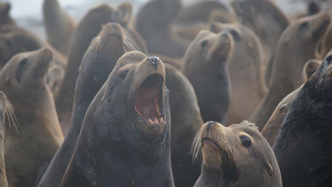 Seals and sea lions provide clues to evolution of vocalization (via news.emory.edu)