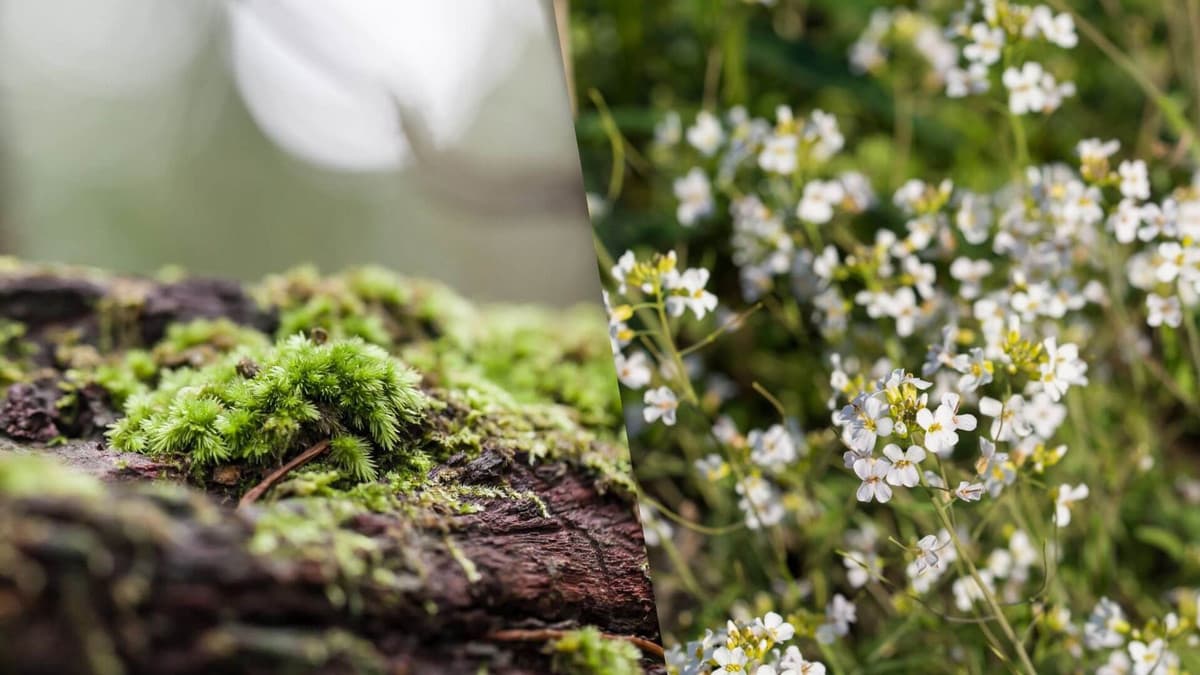 We now know how moss leaves grow (via nouvelles.umontreal.ca)