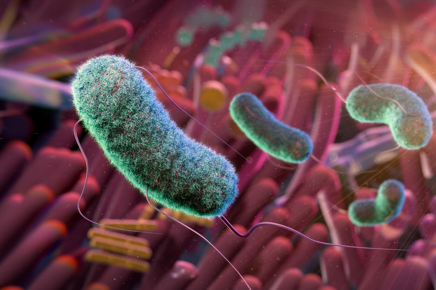 Gut Bacteria Predict Skin Cancer Recurrence, but Only When Matched for ‘Microbial Fingerprint’ (via nyulangone.org)