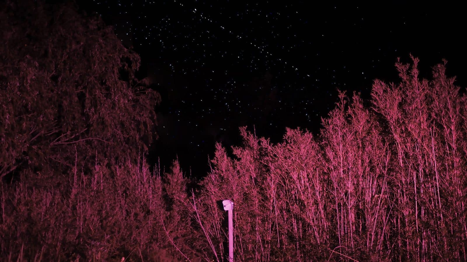 A landscape of tall, pink-hued vegetation under a starry night sky, with a white structure partially visible.