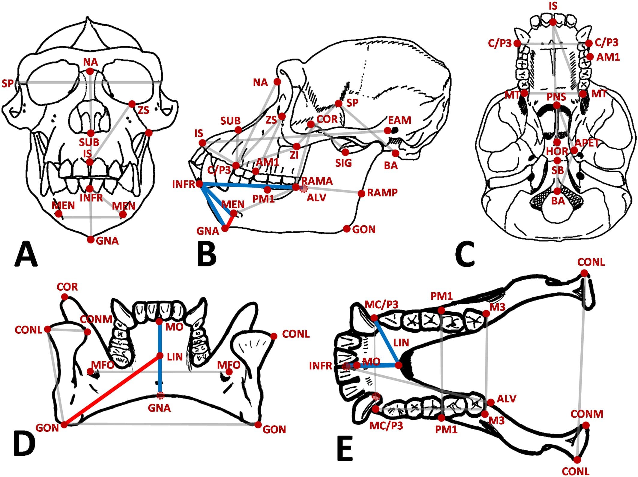 Only humans have chins: Study shows it's an evolutionary accident