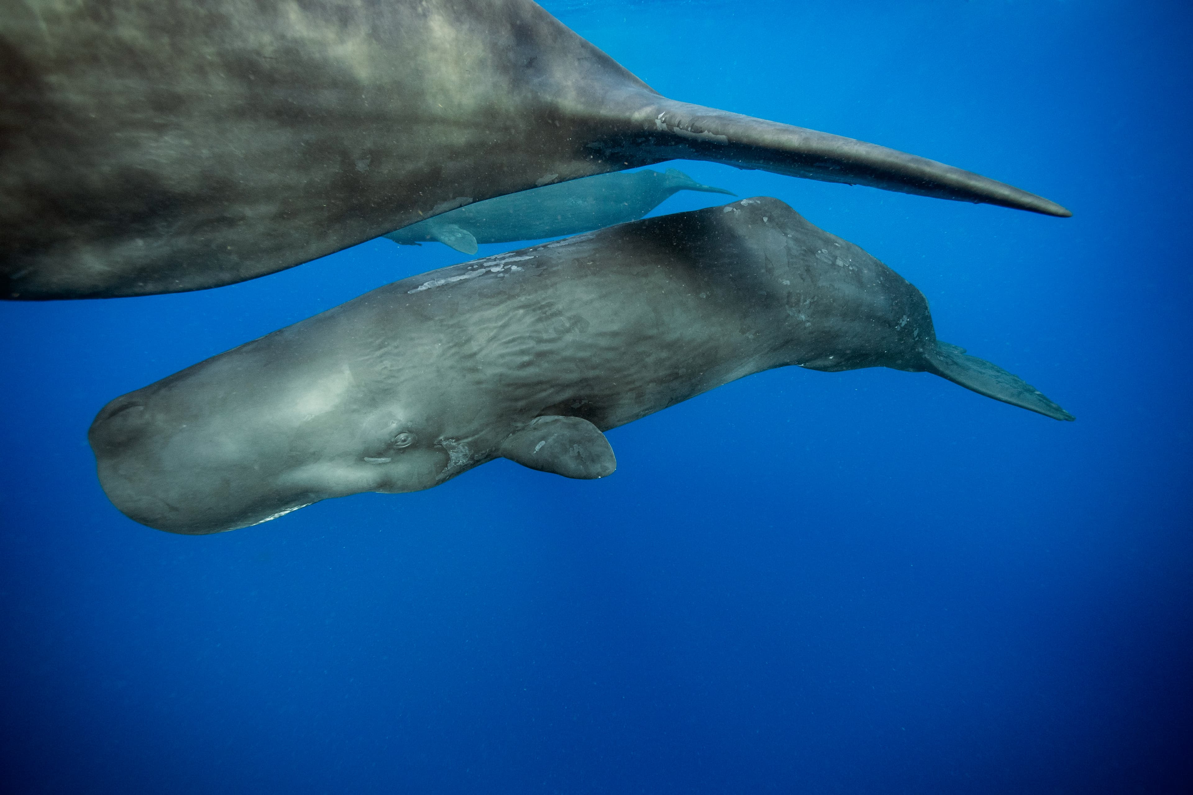Sperm Whale Birth Study Points to Cooperation Beyond Kinship (via seas.harvard.edu)