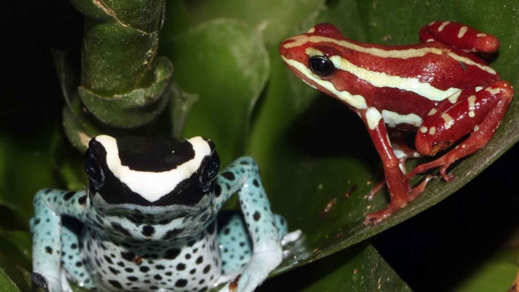 Two brightly colored poison frogs on rainforest leaves, showing how their toxic diet powers their chemical defenses (via ecoticias.com)