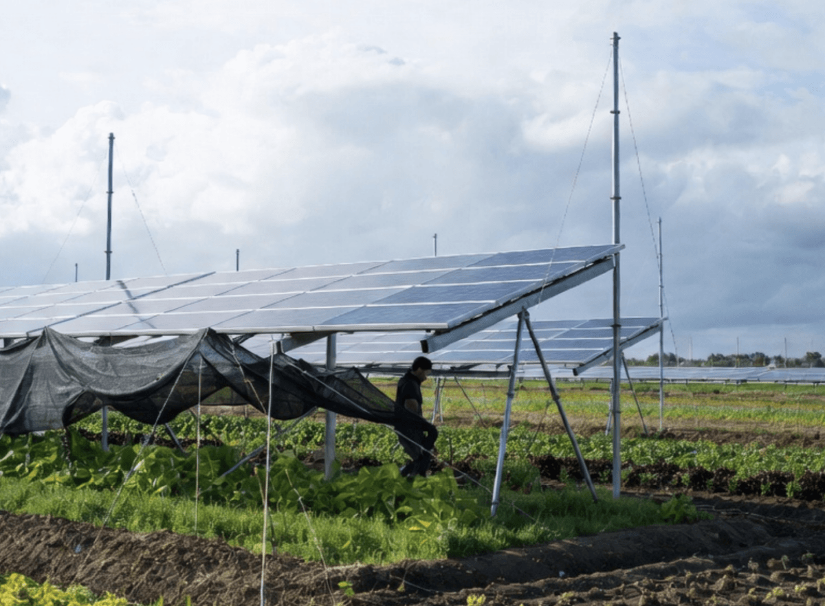 Japan establishes national benchmarks for agrivoltaics as sites expand